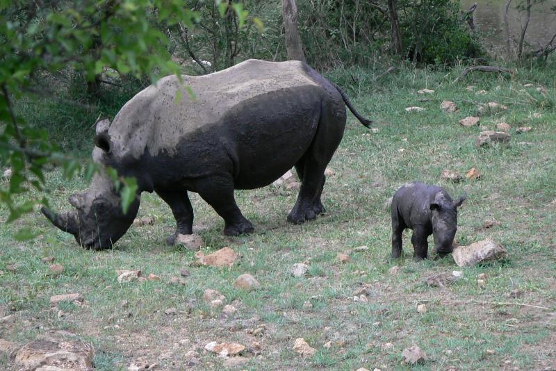 08 REGIONE DEL MPUMALANGA Mthetomusha Game Reserve